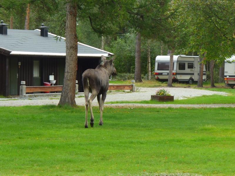 Furuly Camping Nordberg المظهر الخارجي الصورة